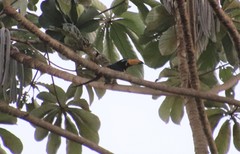 Pteroglossus inscriptus