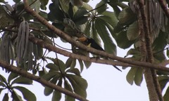 Pteroglossus inscriptus