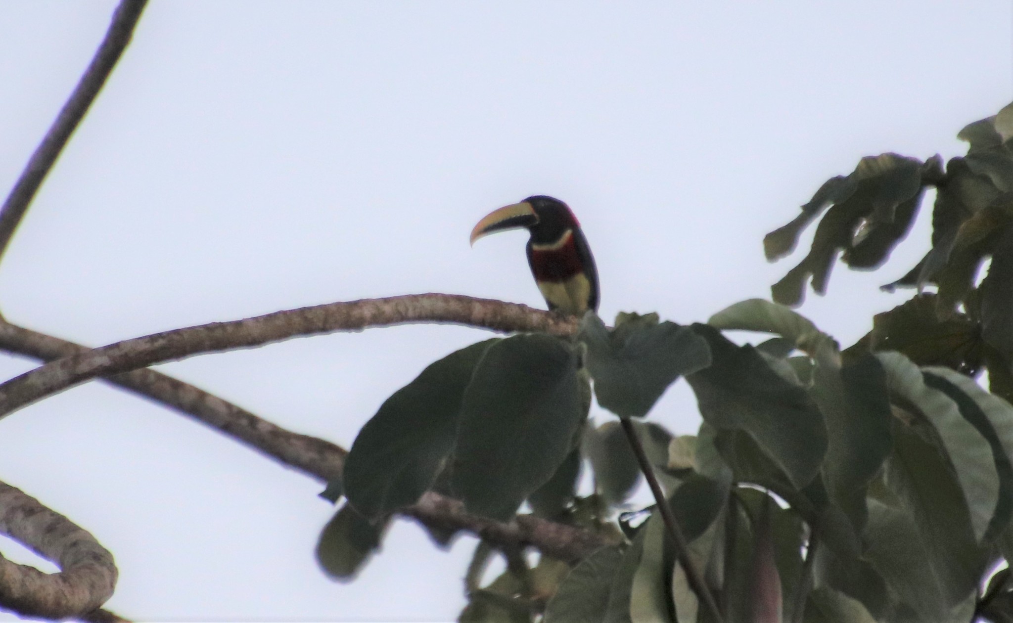 Red-necked Aracari (Pteroglossus bitorquatus), photo 10