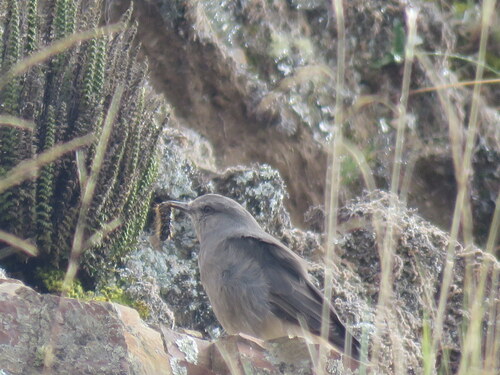 Rufous-webbed Bush Tyrant (Cnemarchus rufipennis), photo 3