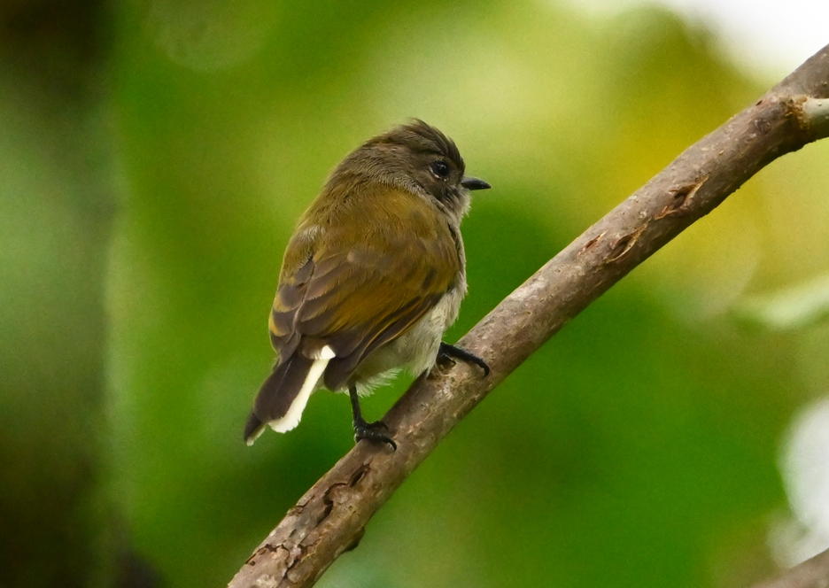 Green-backed Honeybird (Prodotiscus zambesiae), photo 1