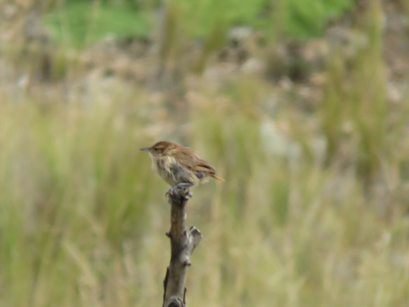 Streak-fronted Thornbird (Phacellodomus striaticeps), photo 5