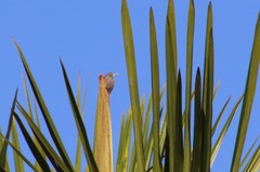 Berlepschia rikeri
