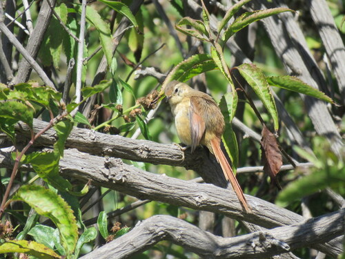 Tawny Tit-Spinetail (Sylviorthorhynchus yanacensis), photo 7