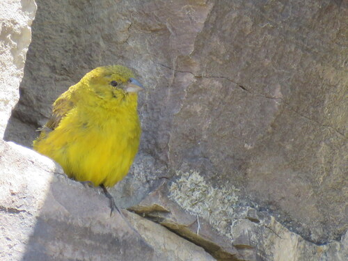 Greenish Yellow Finch (Sicalis olivascens), photo 10