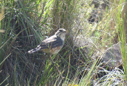 Rufous-sided Warbling Finch (Poospizopsis hypocondria), photo 3