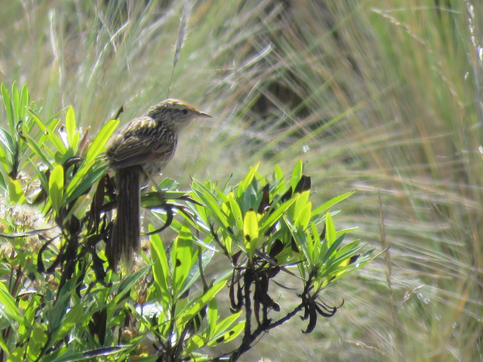 Scribble-tailed Canastero (Asthenes maculicauda), photo 6