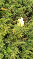 Aconitum anthora