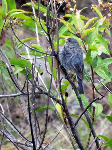 Plain-colored Seedeater (Catamenia inornata), photo 8