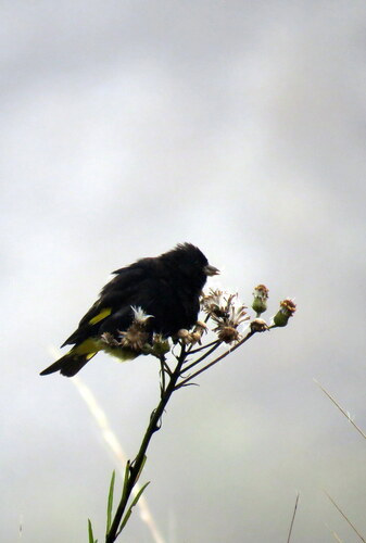 Black Siskin (Spinus atratus), photo 8