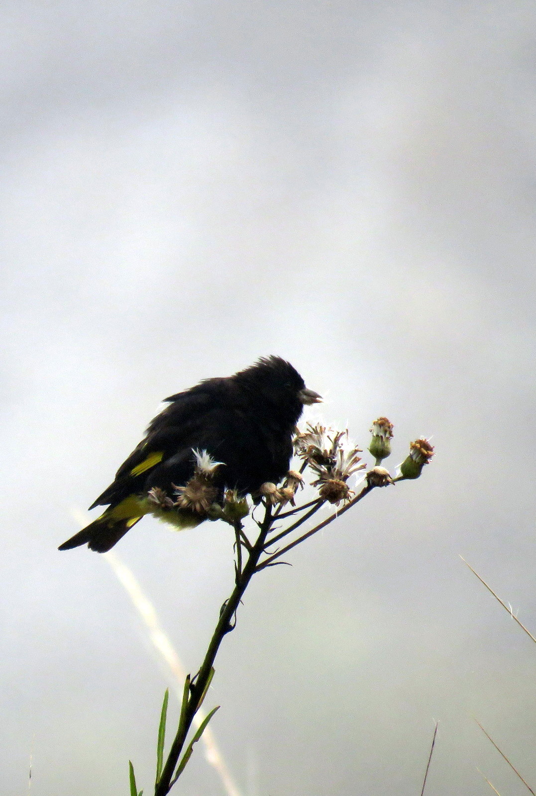 Black Siskin (Spinus atratus), photo 10