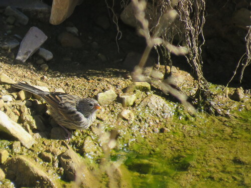Plain-colored Seedeater (Catamenia inornata), photo 9