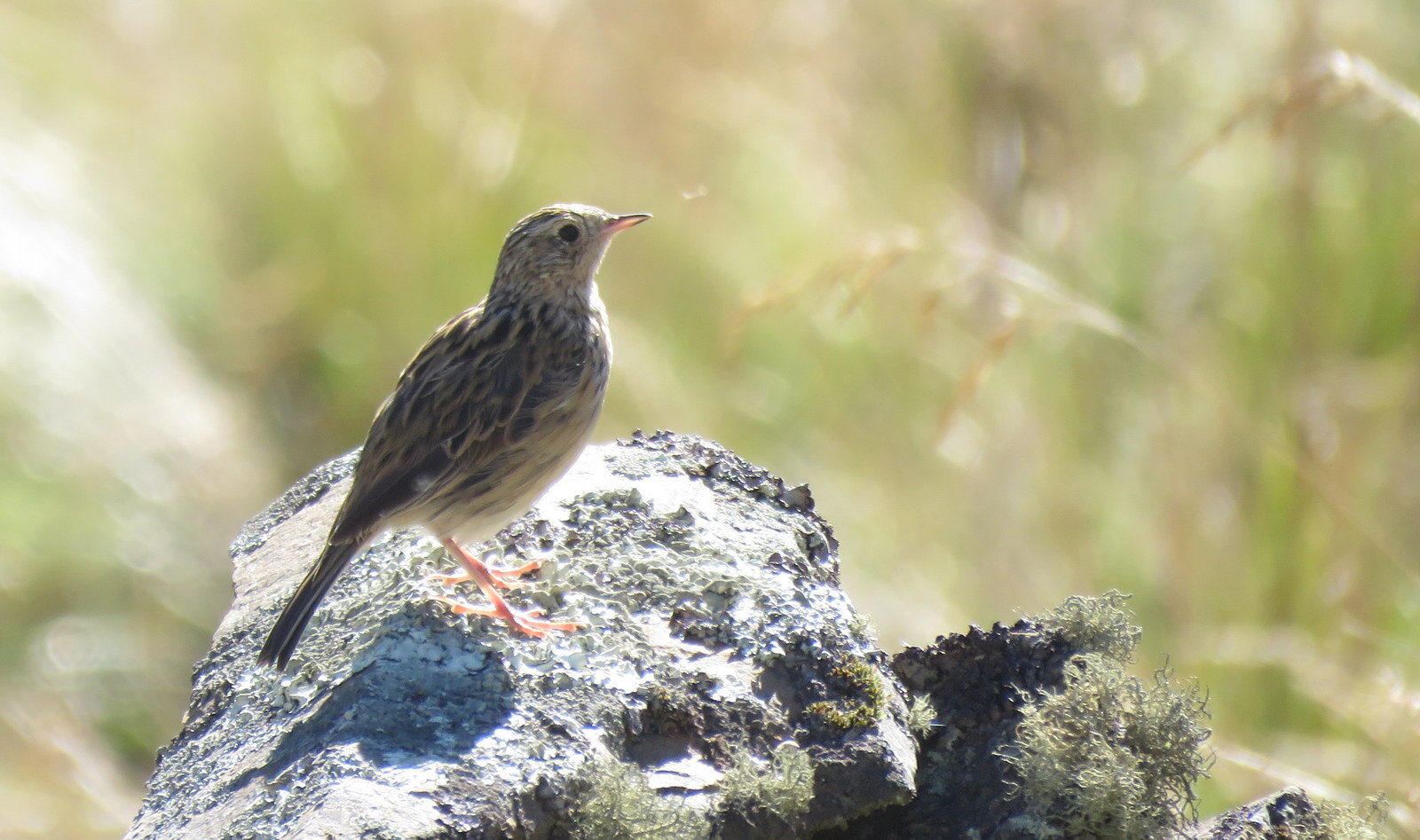 Paramo Pipit (Anthus bogotensis), photo 2
