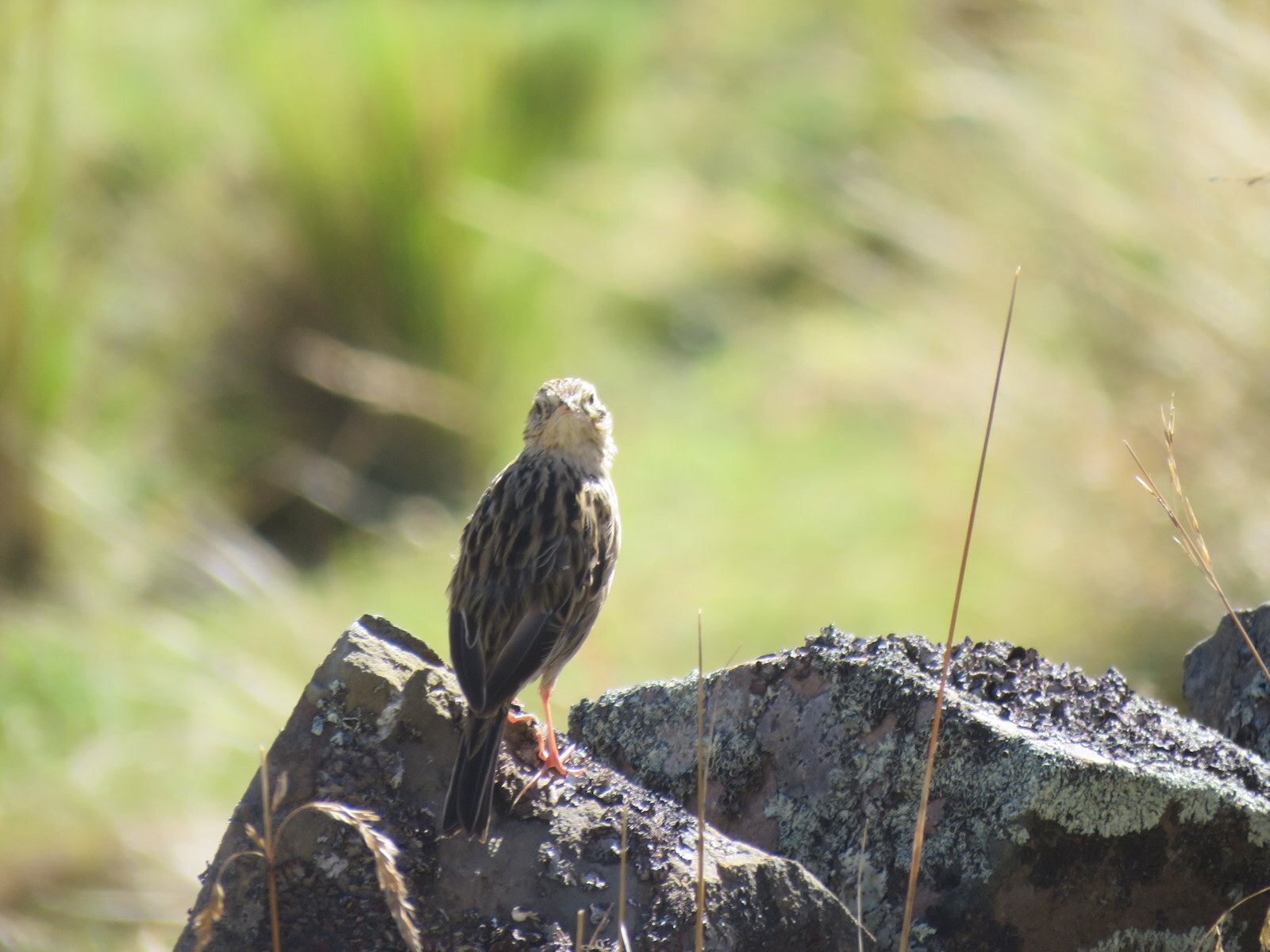Paramo Pipit (Anthus bogotensis), photo 7