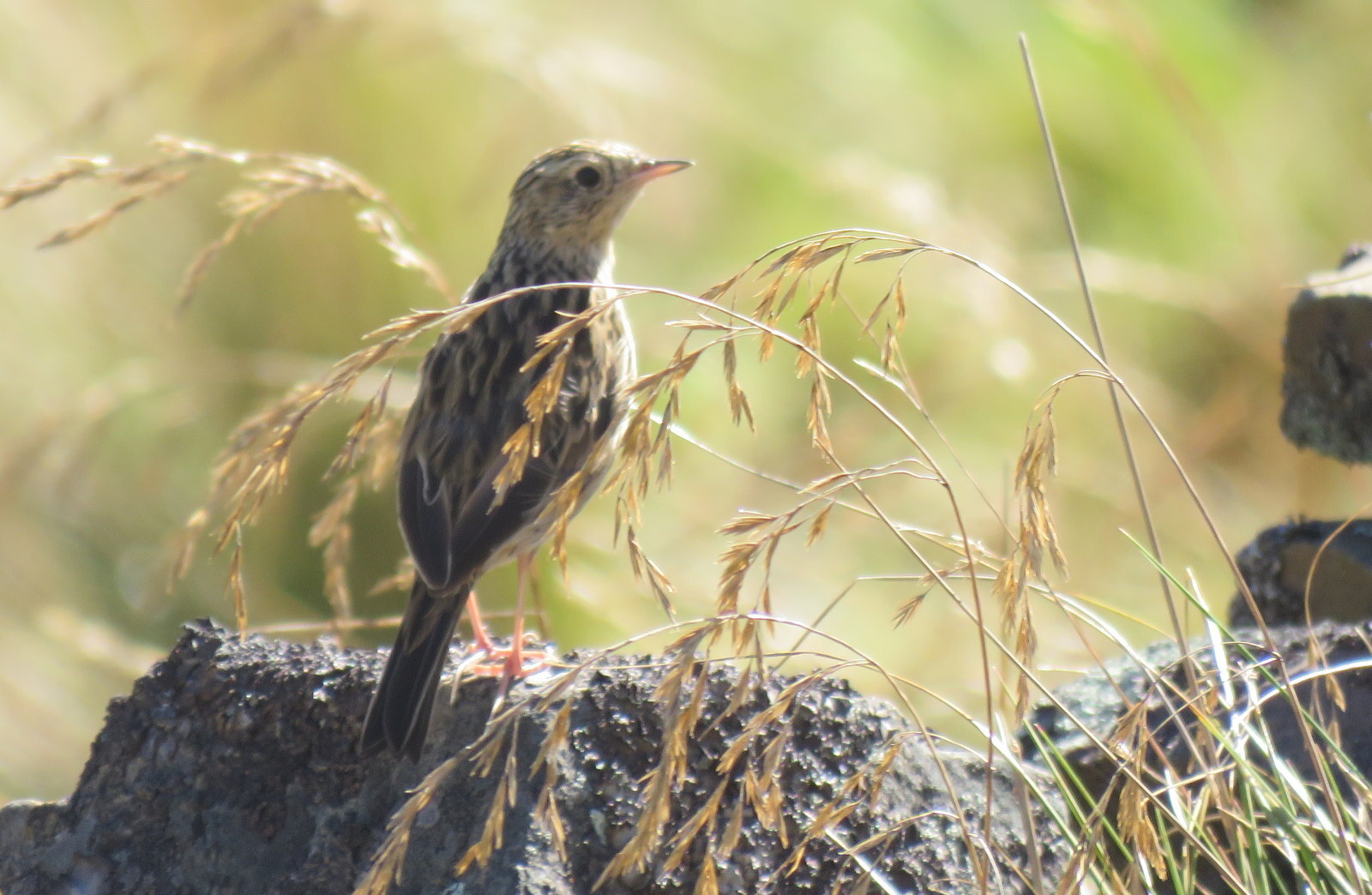 Paramo Pipit (Anthus bogotensis), photo 8