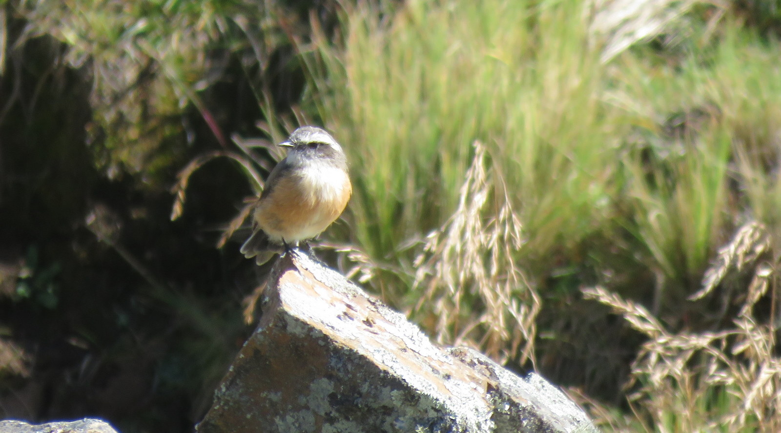 D'Orbigny's Chat-Tyrant (Ochthoeca oenanthoides), photo 8