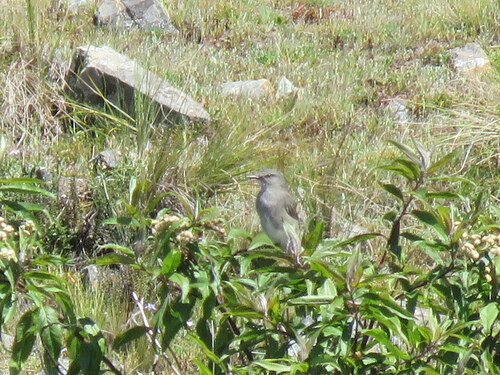 Rufous-webbed Bush Tyrant (Cnemarchus rufipennis), photo 2