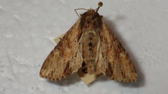 Apamea crenata