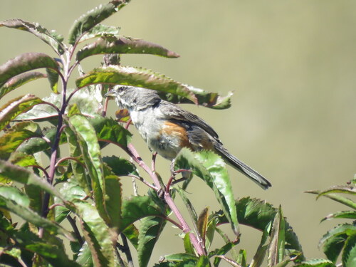 Rufous-sided Warbling Finch (Poospizopsis hypocondria), photo 8