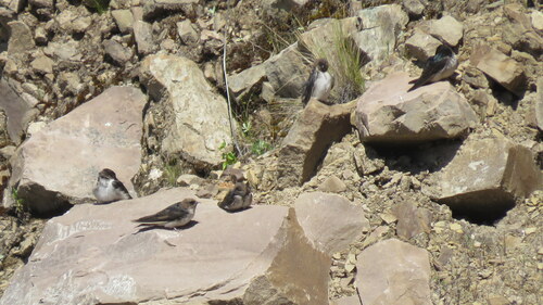 Andean Swallow (Orochelidon andecola), photo 9