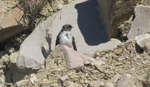 Andean Swallow (Orochelidon andecola), photo 2