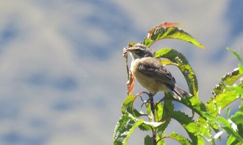 Rufous-sided Warbling Finch (Poospizopsis hypocondria), photo 2