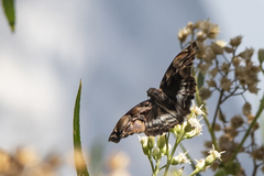 Noctuana lactifera bipuncta
