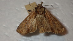 Apamea crenata