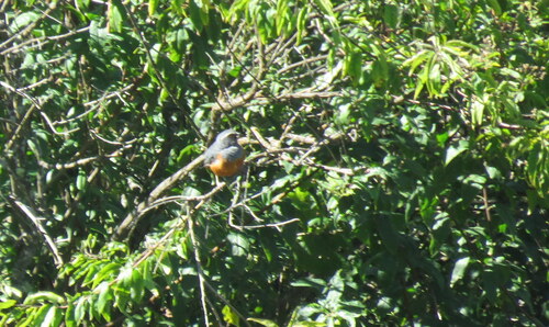 Rufous-bellied Mountain Tanager (Pseudosaltator rufiventris), photo 4
