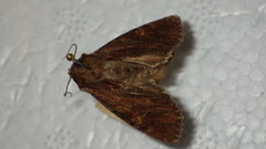 Apamea crenata