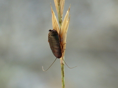 Loboptera canariensis