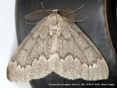 Nepytia pellucidaria