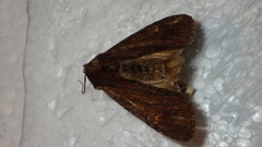 Apamea crenata