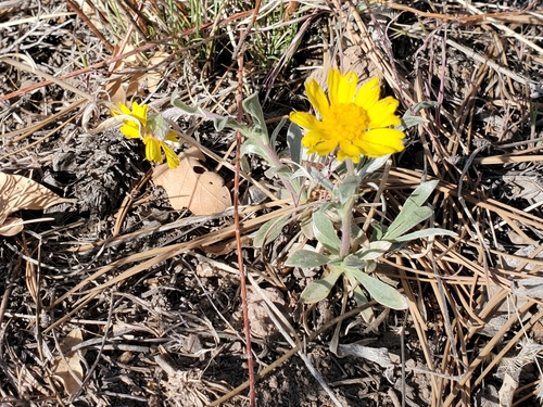 Image of Tetraneuris argentea by no rights reserved