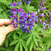 Broadleaf Lupine - Photo (c) 101595408250610106310, some rights reserved (CC BY), uploaded by Justin