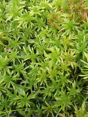 Sphagnum riparium