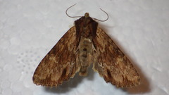 Apamea crenata