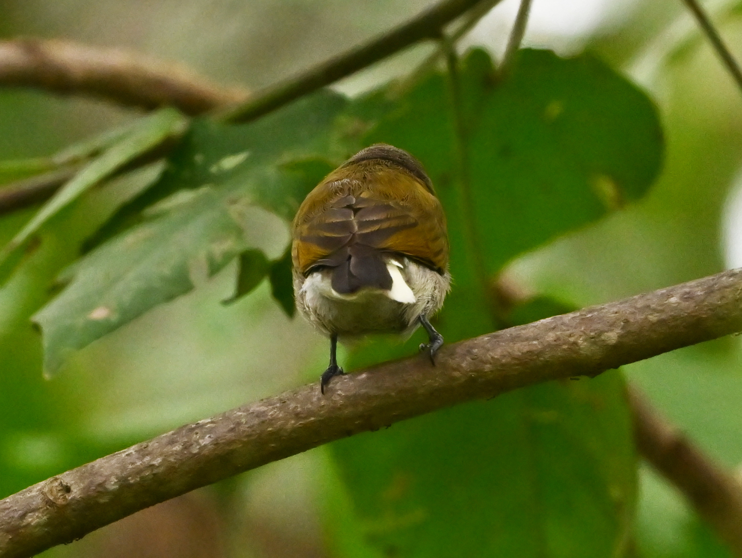 Green-backed Honeybird (Prodotiscus zambesiae), photo 2