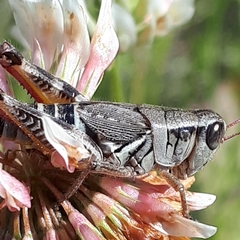 Melanoplus dawsoni