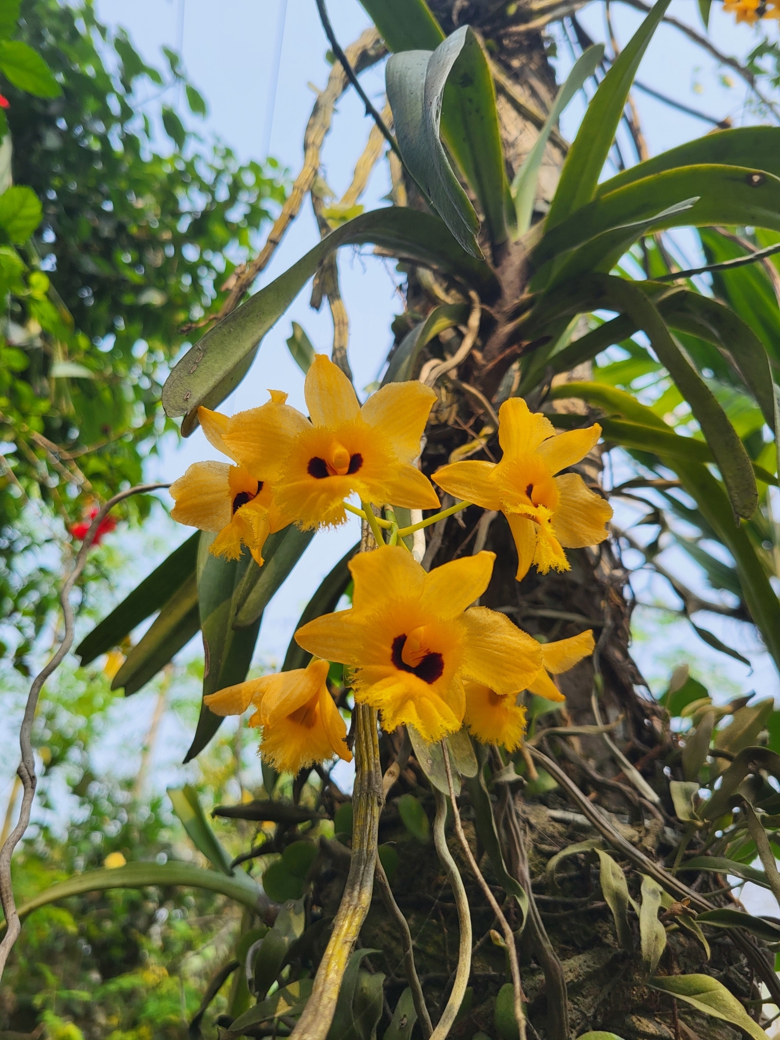 Imagem de dendrobium