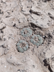 © Aron René Kirchhoff, some rights reserved (CC-BY-NC)