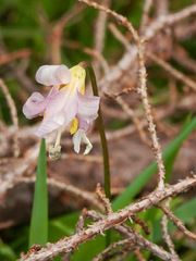Erythronium montanum