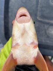 Shorthead Redhorse photo 5