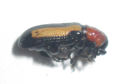 Sigrisma cylindrica