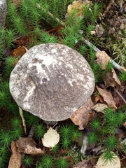 Leccinum variicolor