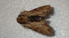 Apamea crenata
