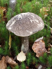 Leccinum variicolor
