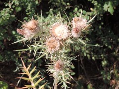 Cirsium tenoreanum