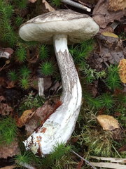 Leccinum variicolor