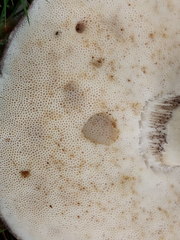 Leccinum variicolor